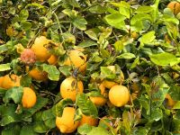 In Sizilien wachsen die leckersten Zitronen der Welt, das Klima hier ist perfekt für Zitrusfrüchte