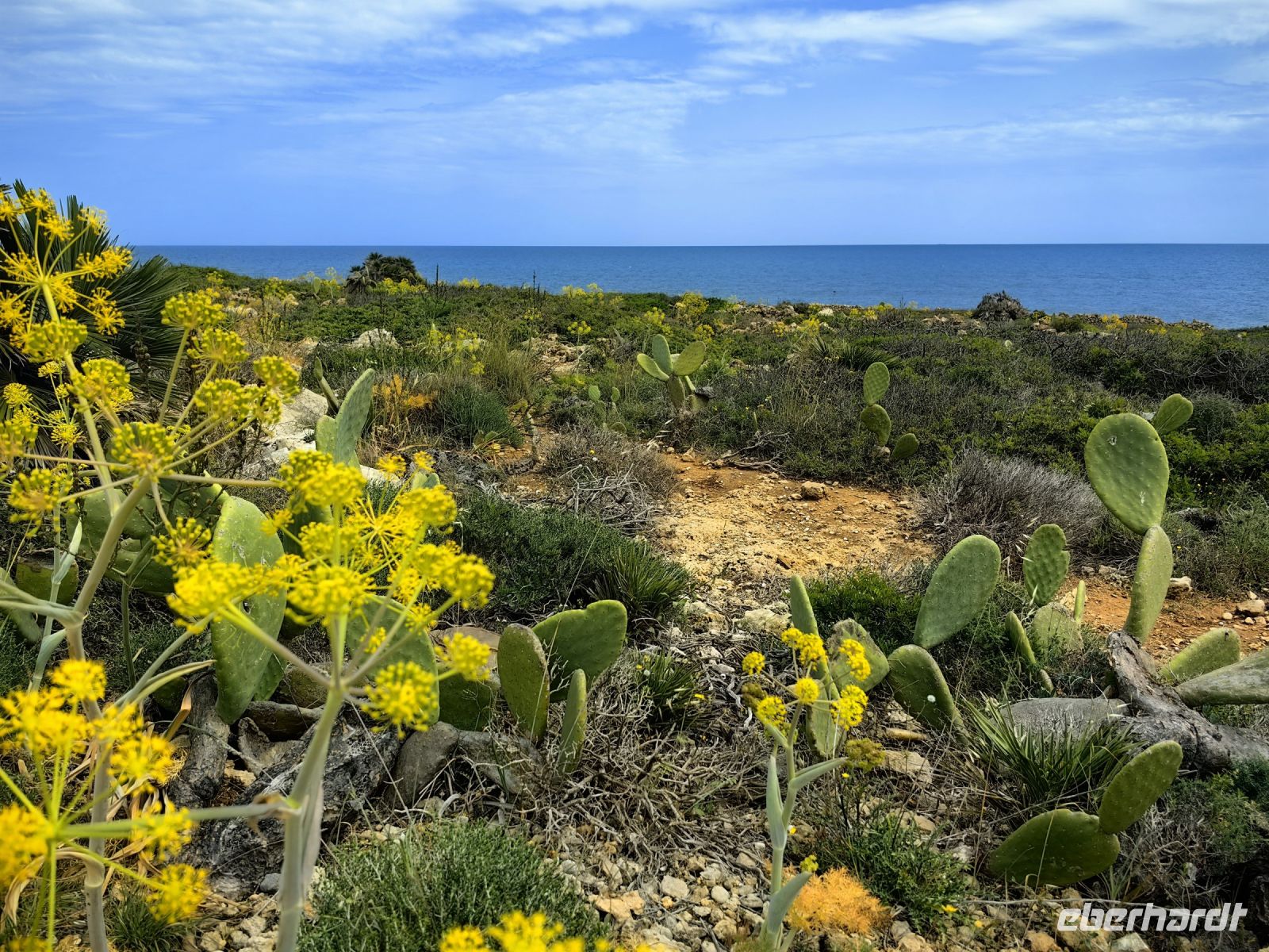 Wilder Fenchel und Thymian soweit das Auge reicht, Naturschutzgebiet Vendicari