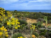 Wilder Fenchel und Thymian soweit das Auge reicht, Naturschutzgebiet Vendicari