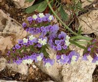 Geflügelter Strandflieder in Vendicari