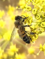 Fleißiges Bienchen im Naturschutzgebiet Vendicari
