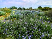 Es grünt und blüht in Vendicari