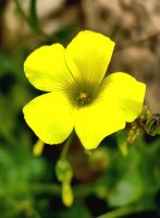 Nickender Sauerklee in Vendicari