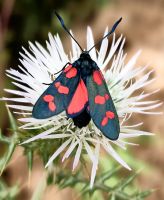 Das Hufeisenklee-Widderchen ist ein Schmetterling, hier im Naturschutzgebiet Vendicari