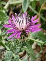 Centaurea diluta, kleine Stranddistel in Vendicari