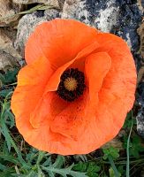 Mohn in Vendicari