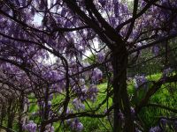 Florenz: unterwegs in den Gärten