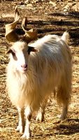 Alte Ziegenrasse Girgentana in Agrigent