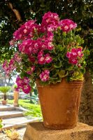 Im Tal der Tempel in Agrigent gibt es einen Garten von Bonamorone