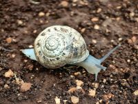 Eobania Schnecke im Naturreservat Zingaro