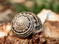 Es hat geregnet und die Schnecken kommen hervor