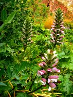 Der Akanthus blüht im Naturreservat Zingaro