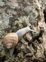 Da es heute ab und an regnet, kommen überall die Schnecken hervor