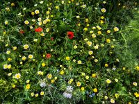 Üppig blühende Wiesen im Naturreservat Zingaro