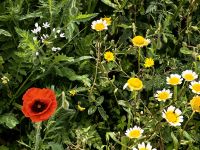 Im Naturreservat Zingaro blühen die Blumen im Frühjahr