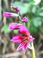 Gladiolus italics, illyrischer Siegwurz