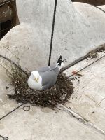 heimisch auf dem Nationaldenkmal