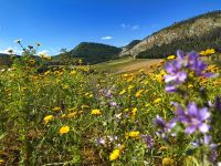 Im Frühjahr blüht in Sizilien alles, hier in Segesta