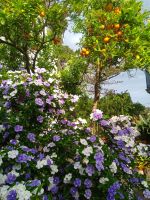 Garten des Hotels Alpha