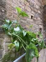 Calla aus der Mauer...