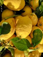 Amalfi-Zitronen/Amalfiküste/Italien