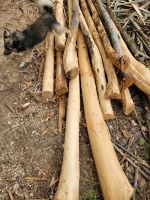 geschälte Baumstämme der Kastanien/Ameisenweg nach Tramonti/Amalfiküste/Italien