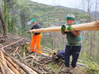 Waldarbeiter mit dem Stamm des Kastanienbaums/Ameisenweg nach Tramonti/Amalfiküste/Italien