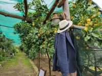 Agriturismo in Tramonti: Zitronenhain/Amalfiküste/Italien