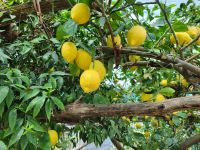 Agriturismo Tramonti: Amalfi-Zitronen/Amalfiküste/Italien