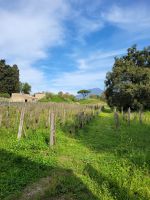 Pompeji mit Blick zum Vesuv/Amalfiküste/Italien