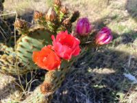 Schönheit in Scilla