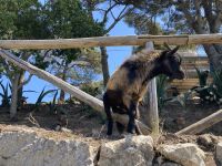 Namensgeberin von Capri
