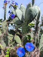 Eberhardt - Wunderkaktus