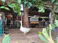 Streichelzoo bei Tropea