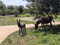 Frantoio Mafrica - tierisch entspannt