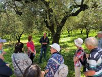 Olivenölbauer Frantoio Mafrica