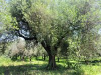 Olivenbaum bei Frantoio Mafrica