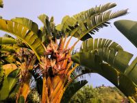 Hotel Michelizia. Baumstrelitzie am Abend