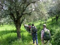 Oliven säumen den Weg am Monte Luppia