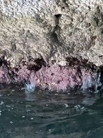 Inselrundfahrt Capri - hier die rote Grotte