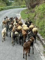 Ziegenherde auf dem Weg nach Ravello