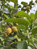 Zitronenplantage Agriturismo La Sorgente