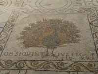 Dom Santa Maria del Fiore, Krypta. Im frühen Christentum ist der Pfau Sinnbild der Unsterblichkeit und der Freuden im jenseitigen Leben.