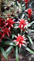 verschiedene Bromelienarten in 