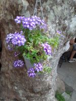Altstadt in Corniglia