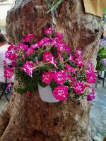 Altstadt in Corniglia