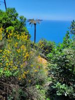 Weg nach Portofino mit Gingster und Palmen