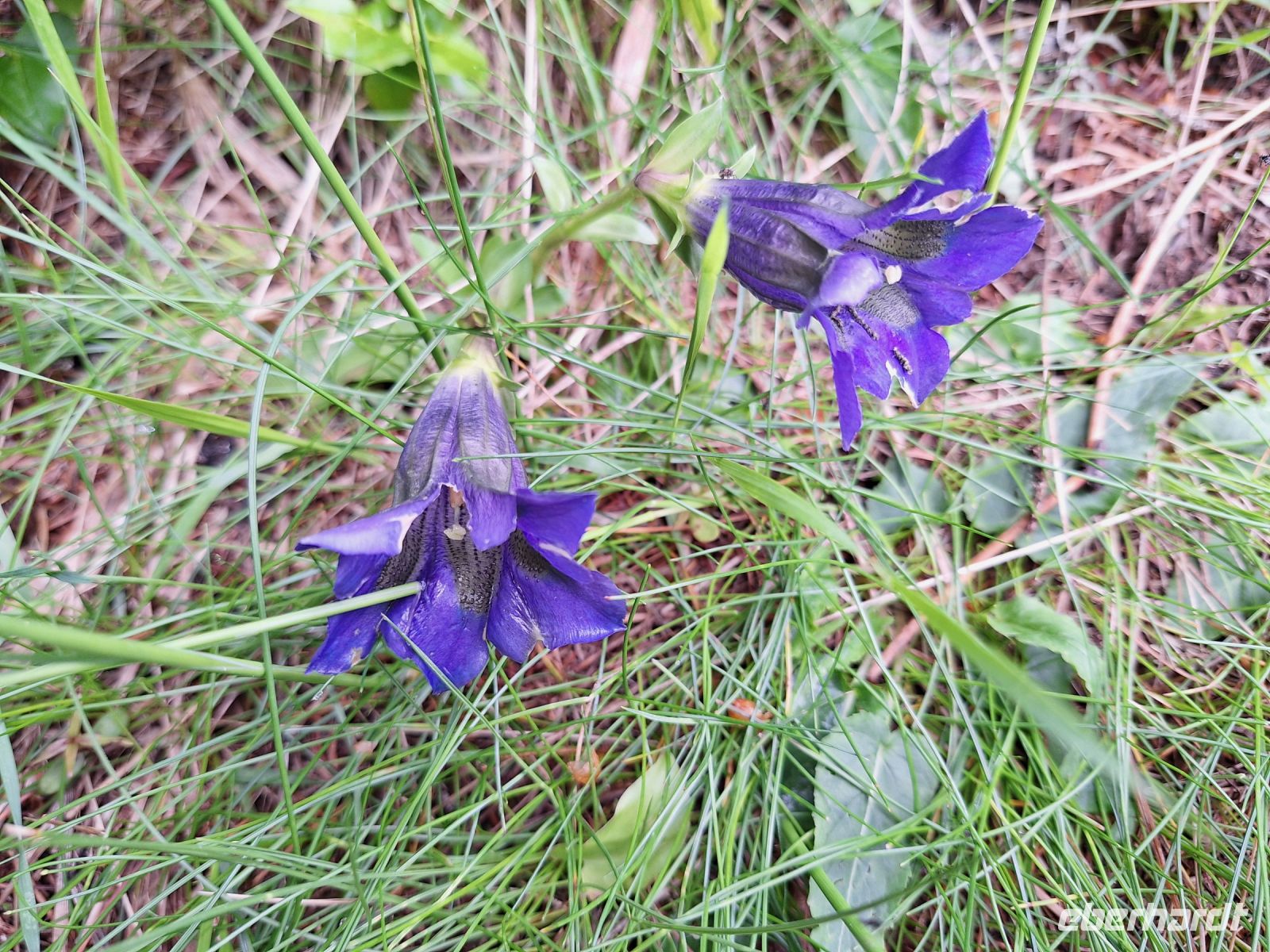 welch intensive Farbe