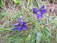 welch intensive Farbe