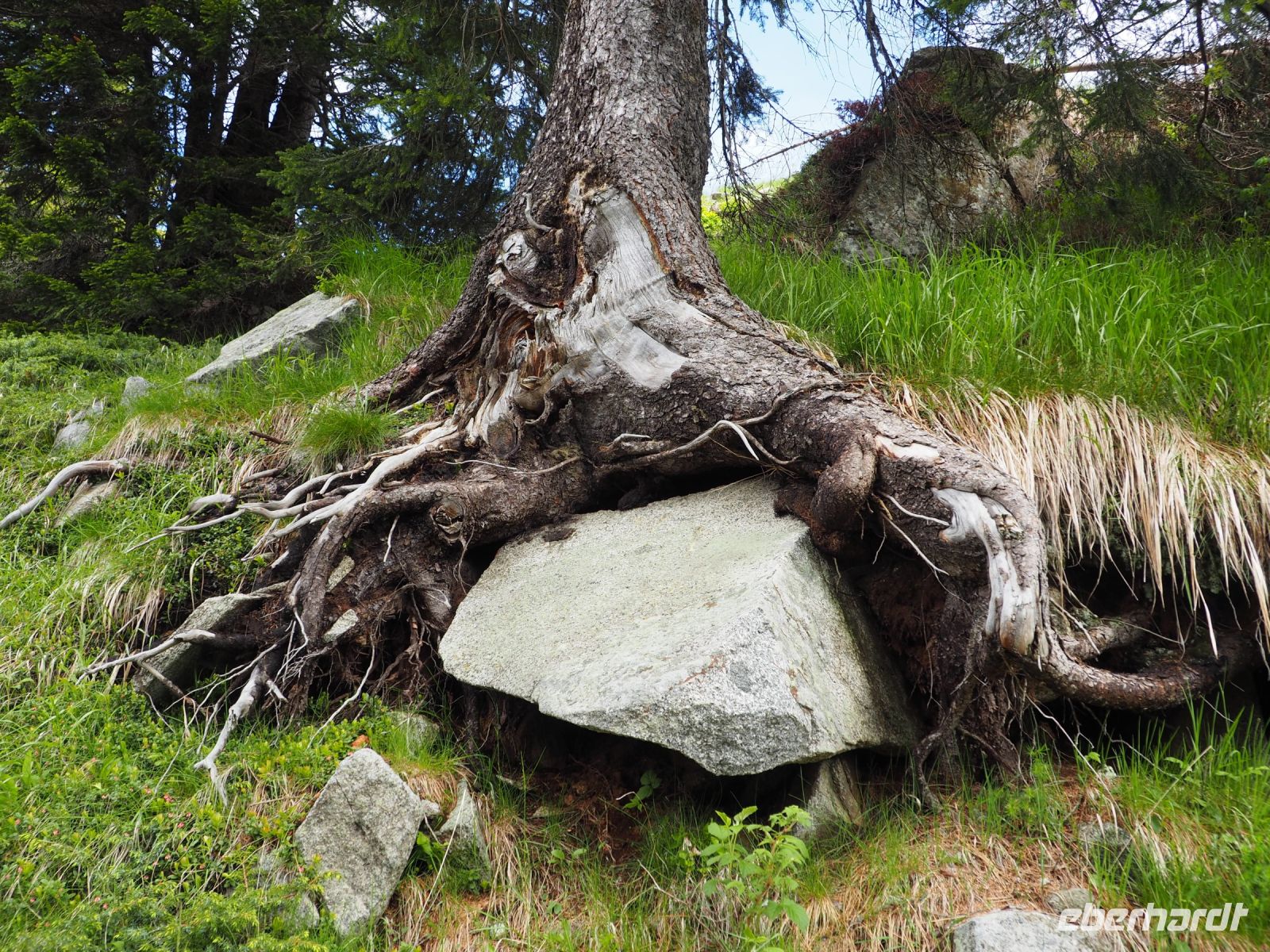 majestätische Baumwurzel
